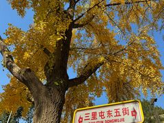 -三里屯东五街银杏大道