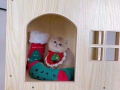 -欣宠猫屋·矮脚拿破仑·蓝金金渐层