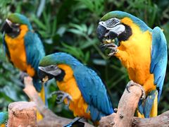 -广州长隆野生动物世界