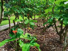 -中国科学院西双版纳热带植物园