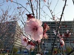 -春花秋色城市公园