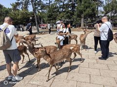 -奈良公园