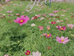 -天适樱花悠乐园