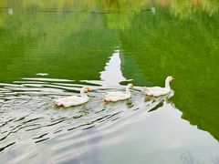 -靖西鹅泉风景区