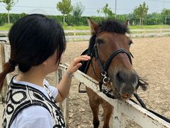 -北京群众马术培训基地