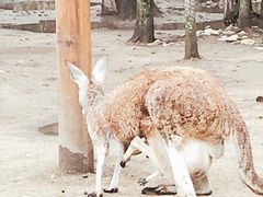 -可伦宾野生动物保护区