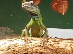 -上海大自然野生昆虫馆(东方明珠·爬宠昆虫探索中心)