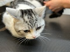 -babydoll猫舍·米努特·德文·缅因(久光中心店)