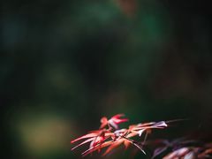 -松云泽