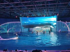 -海合安青岛极地海洋公园