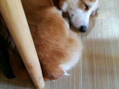 -宠小格时尚宠物生活馆(唐镇店)
