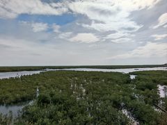 -北海金海湾红树林生态旅游区