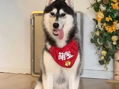 -Husky Go! 哈士奇体验馆·宠物咖啡厅狗咖