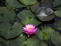 -池杉湖湿地公园
