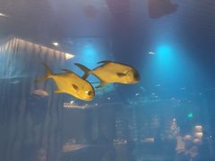 -海棠湾洲际-涛·海底餐厅·美人鱼·自助餐·海底隧道