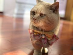 -猫小院猫主题咖啡厅(北锣店)