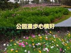 -春花秋色城市公园