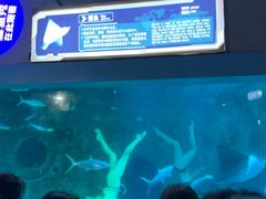 -大连圣亚海洋世界