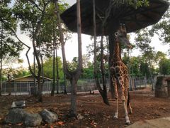 -清迈夜间动物园