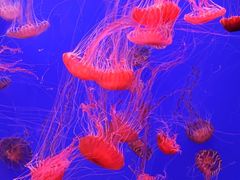-江和美海洋公园