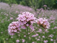-河海大学(常州校区)