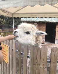 -萌宠亲子动物乐园(槐房万达店)