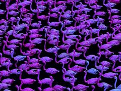 -罗红摄影艺术馆