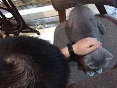 -猫色咖啡·猫咖