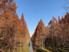 -黄海国家森林公园