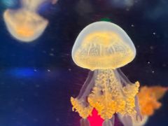 -太平洋海底世界