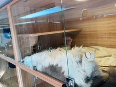 -喵百万·布偶·蓝金金渐层英短·猫舍(百子湾店)