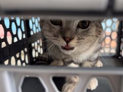 -瑞派福兴宠物医院犬猫全科·骨科·中西医结合(河东店)