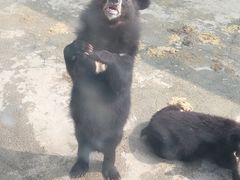 -东方熊牧场