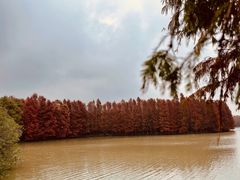 -上海海湾国家森林公园