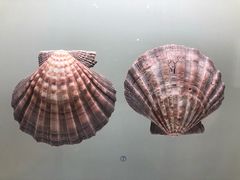 -青岛贝壳博物馆