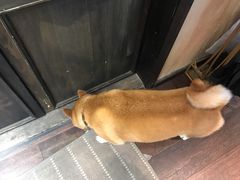 大堂-肉魁屋·烧肉·烧鸟·酒场(高新店)