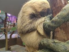 -正佳雨林生态植物园