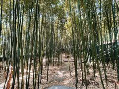 -泰山风景名胜区-普照寺