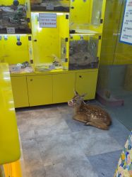 -神奇动物撸宠馆·羊驼·小浣熊·异宠(豫园店)