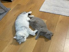 -宠爱国际动物医院· 猫科· 外科·中兽医(长白店)