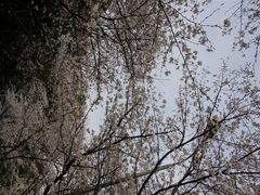 -武汉大学-樱园