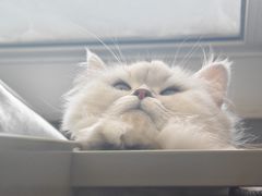 -美联众合动物医院·24h转诊中心