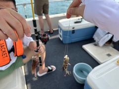 -小猫钓鱼海钓俱乐部(椰梦长廊店)