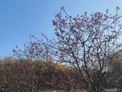 -天适樱花悠乐园