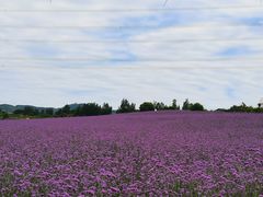 -紫颐香薰山谷景区