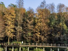 -深圳仙湖植物园