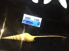 -贝壳梦幻世界