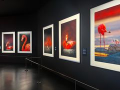 -罗红摄影艺术馆