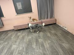 -浣熊柯尔鸭土拨鼠·电玩咖