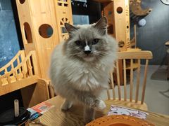 -豆逗聊愈猫阁Easy Life